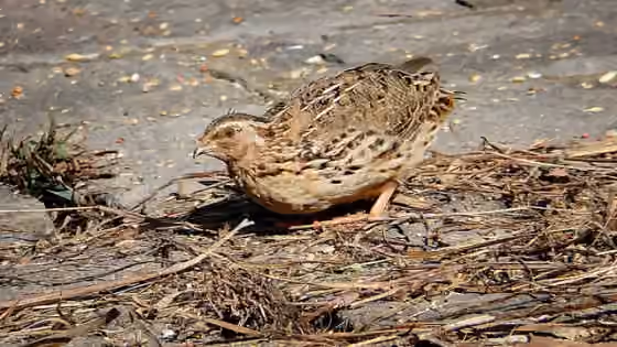 Dokumentasi Coturnix japonica