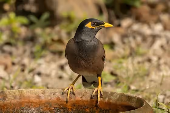 Dokumentasi Acridotheres tristis