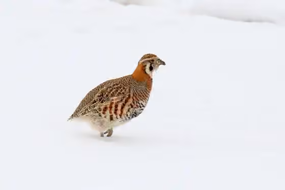 Dokumentasi Perdix hodgsoniae