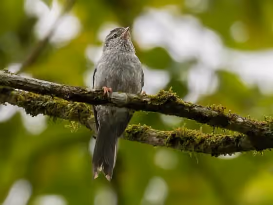 Dokumentasi Acrobatornis fonsecai