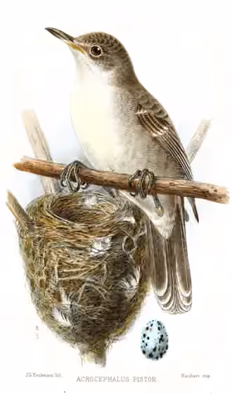 Ilustrasi Acrocephalus aequinoctialis