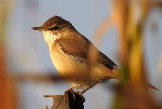 Dokumentasi Acrocephalus agricola