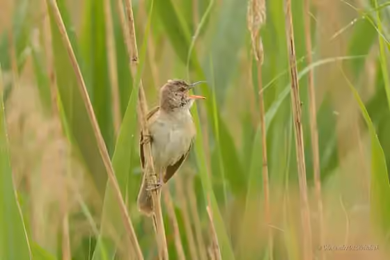 Dokumentasi Acrocephalus arundinaceus
