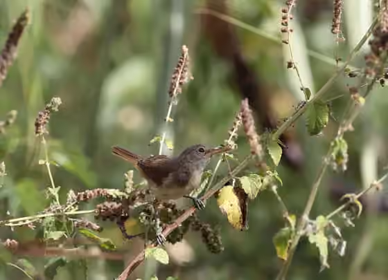 Dokumentasi Acrocephalus brevipennis