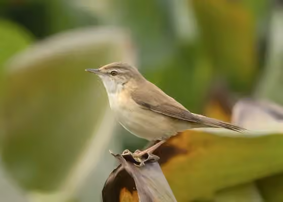 Dokumentasi Acrocephalus dumetorum