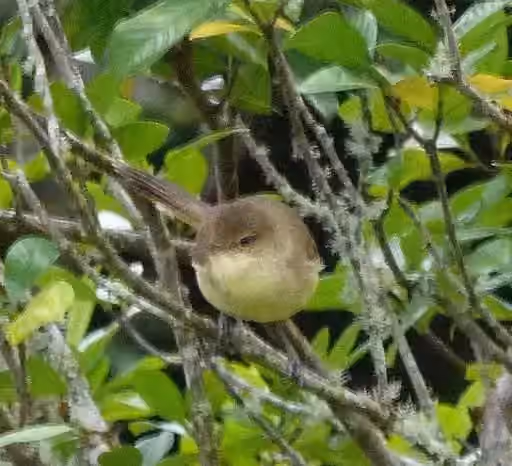 Dokumentasi Acrocephalus kerearako