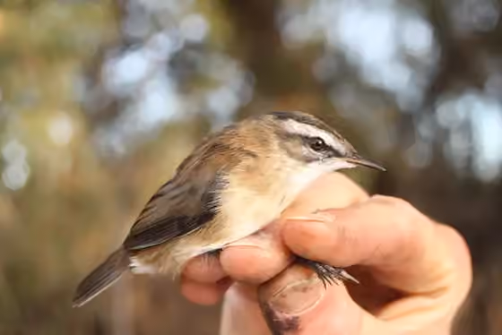 Dokumentasi Acrocephalus melanopogon