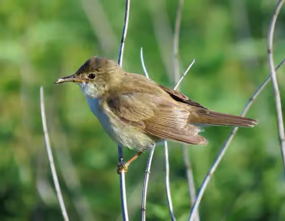 Dokumentasi Acrocephalus palustris
