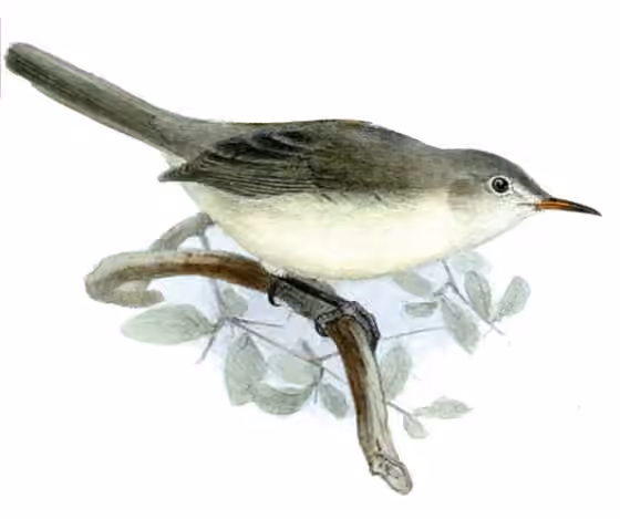 Ilustrasi Acrocephalus rodericanus