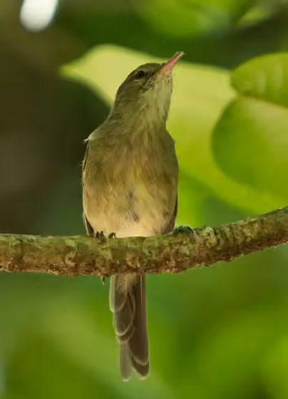 Dokumentasi Acrocephalus sechellensis