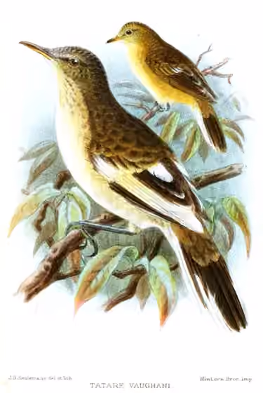 Ilustrasi Acrocephalus vaughani