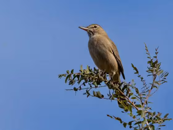 Dokumentasi Agriornis micropterus