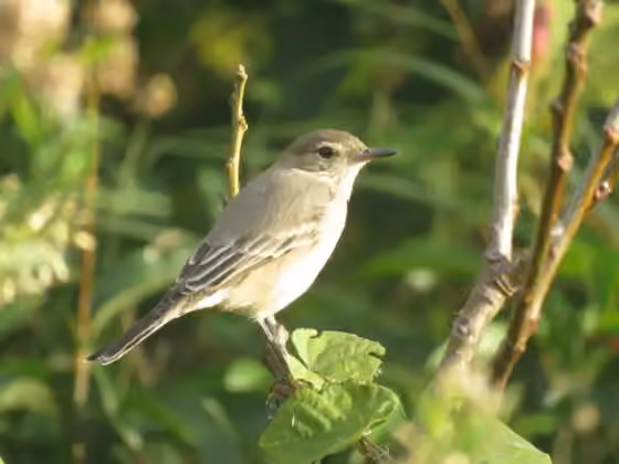 Dokumentasi Agriornis murinus