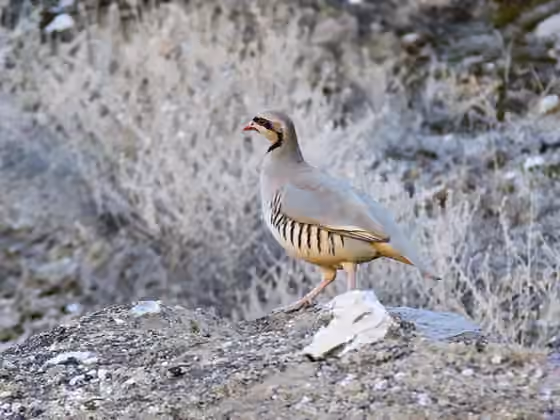 Dokumentasi Alectoris chukar
