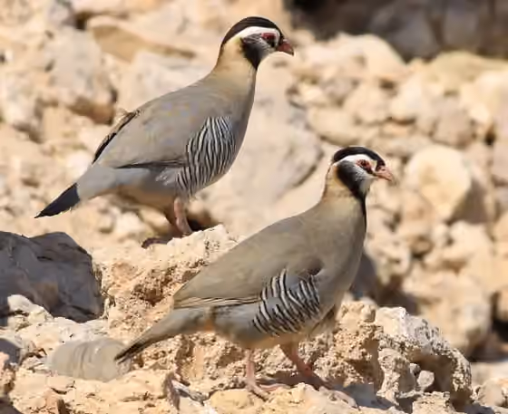 Dokumentasi Alectoris melanocephala