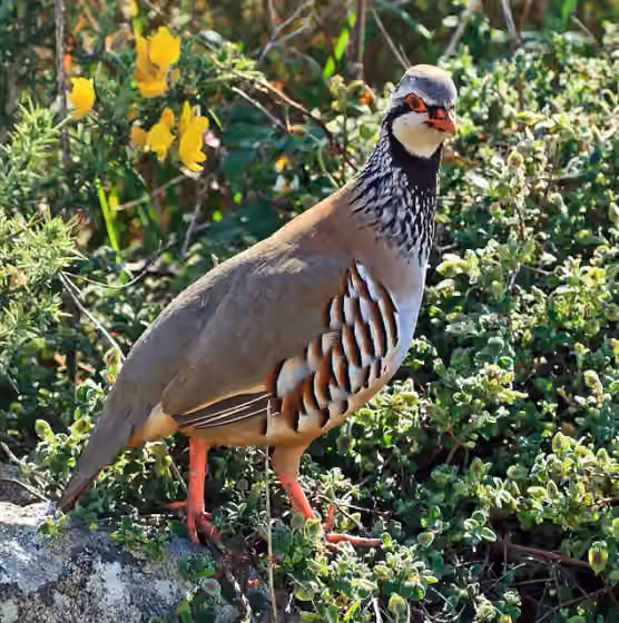 Dokumentasi Alectoris rufa