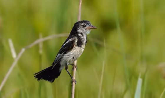 Dokumentasi Alectrurus tricolor