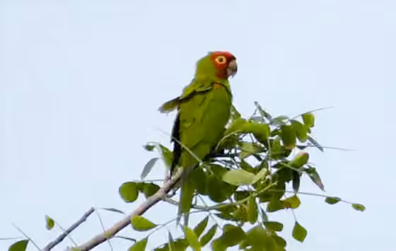 Dokumentasi Psittacara erythrogenys