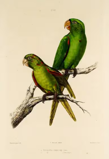 Pelat ilustrasi yang menampilkan Psittacara euops bersama Psittacara chloropterus.