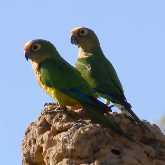 Dokumentasi Eupsittula aurea