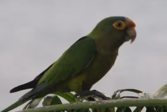Dokumentasi Eupsittula canicularis