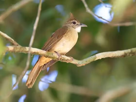 Dokumentasi Alophoixus ochraceus