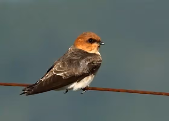 Dokumentasi Alopochelidon fucata