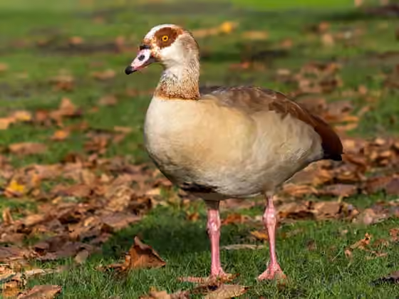 Dokumentasi Alopochen aegyptiaca