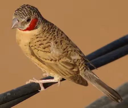 Dokumentasi Amadina fasciata