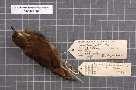 Dokumentasi Amalocichla incerta