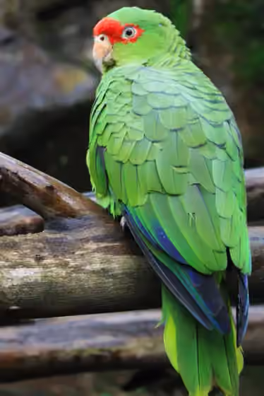 Dokumentasi Amazona pretrei