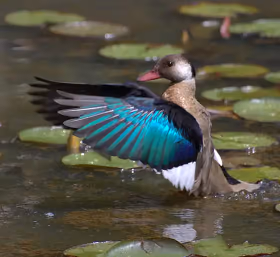 Dokumentasi Amazonetta brasiliensis