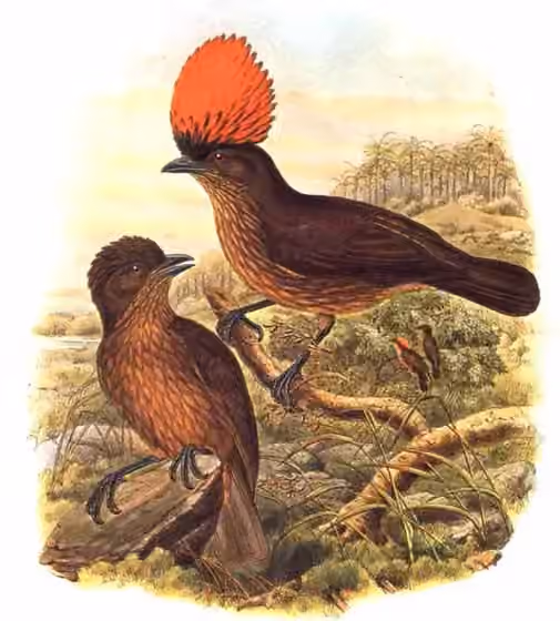 Ilustrasi Amblyornis subalaris