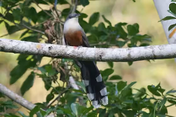 Dokumentasi Coccyzus pluvialis