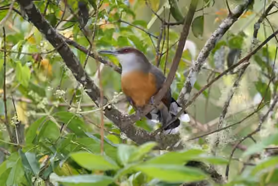 Dokumentasi Coccyzus vetula