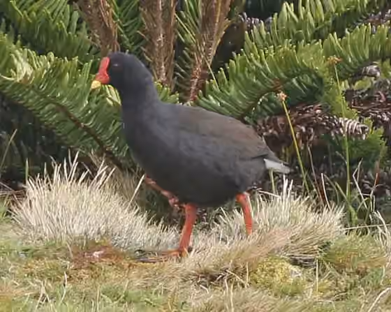 Dokumentasi Gallinula comeri