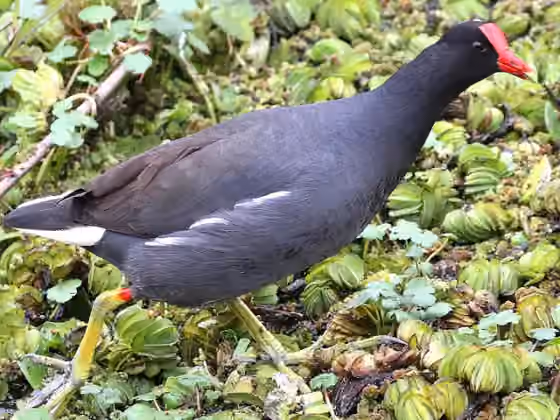 Dokumentasi Gallinula galeata