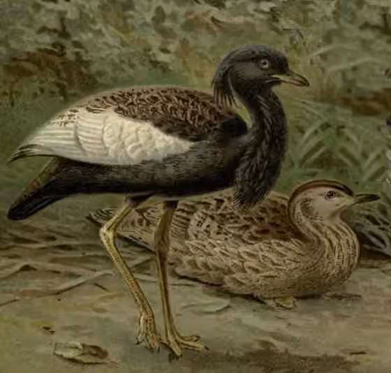 Ilustrasi Houbaropsis bengalensis