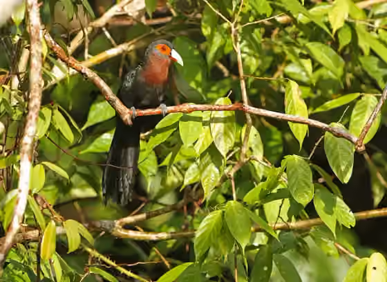 Dokumentasi Phaenicophaeus oeneicaudus