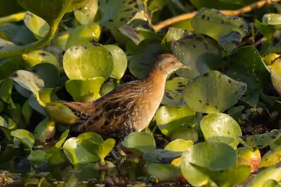 Dokumentasi Zapornia pusilla