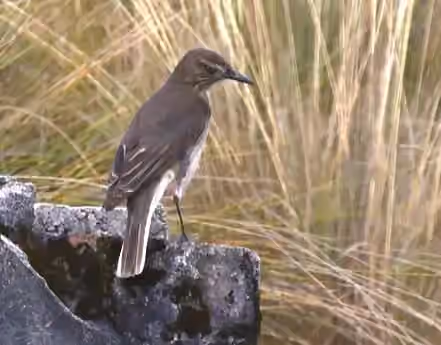 Dokumentasi Agriornis albicauda