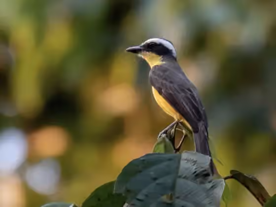 Dokumentasi Conopias parvus
