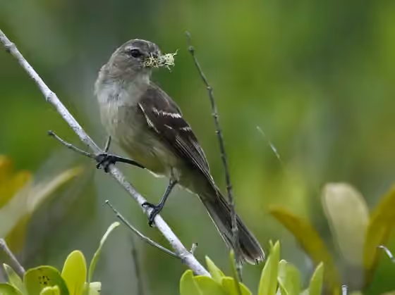 Dokumentasi Elaenia sordida