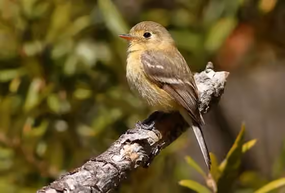 Dokumentasi Empidonax fulvifrons