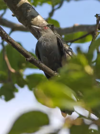 Dokumentasi Knipolegus cabanisi