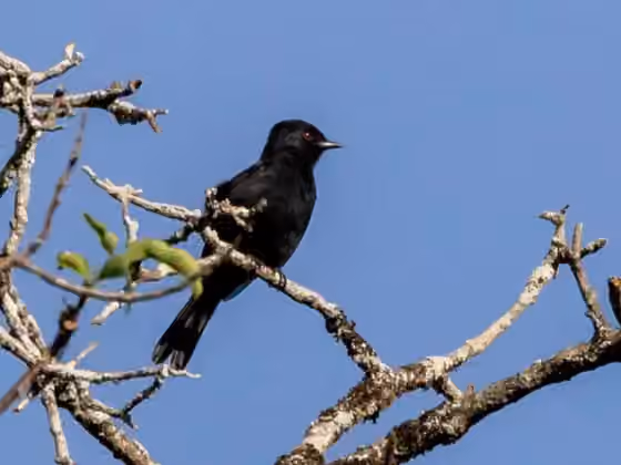 Dokumentasi Knipolegus franciscanus