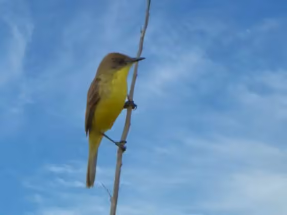 Dokumentasi Pseudocolopteryx citreola