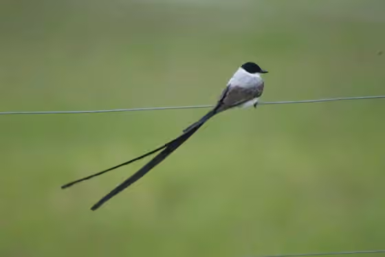 Dokumentasi Tyrannus savana