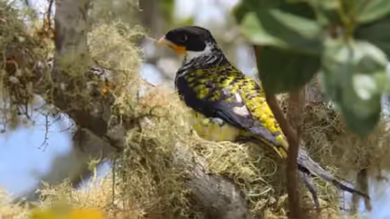 Dokumentasi Phibalura boliviana