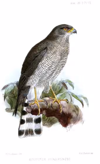 Ilustrasi Accipiter ovampensis